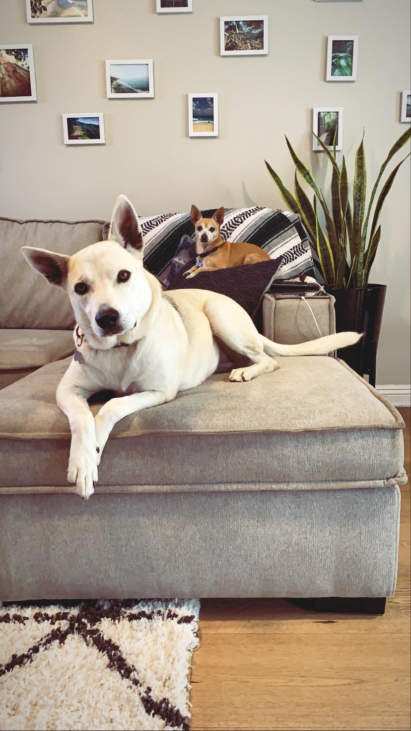 Enlarge HARLEY, an adopted mixed breed in Sherman Oaks, CA image 3/6