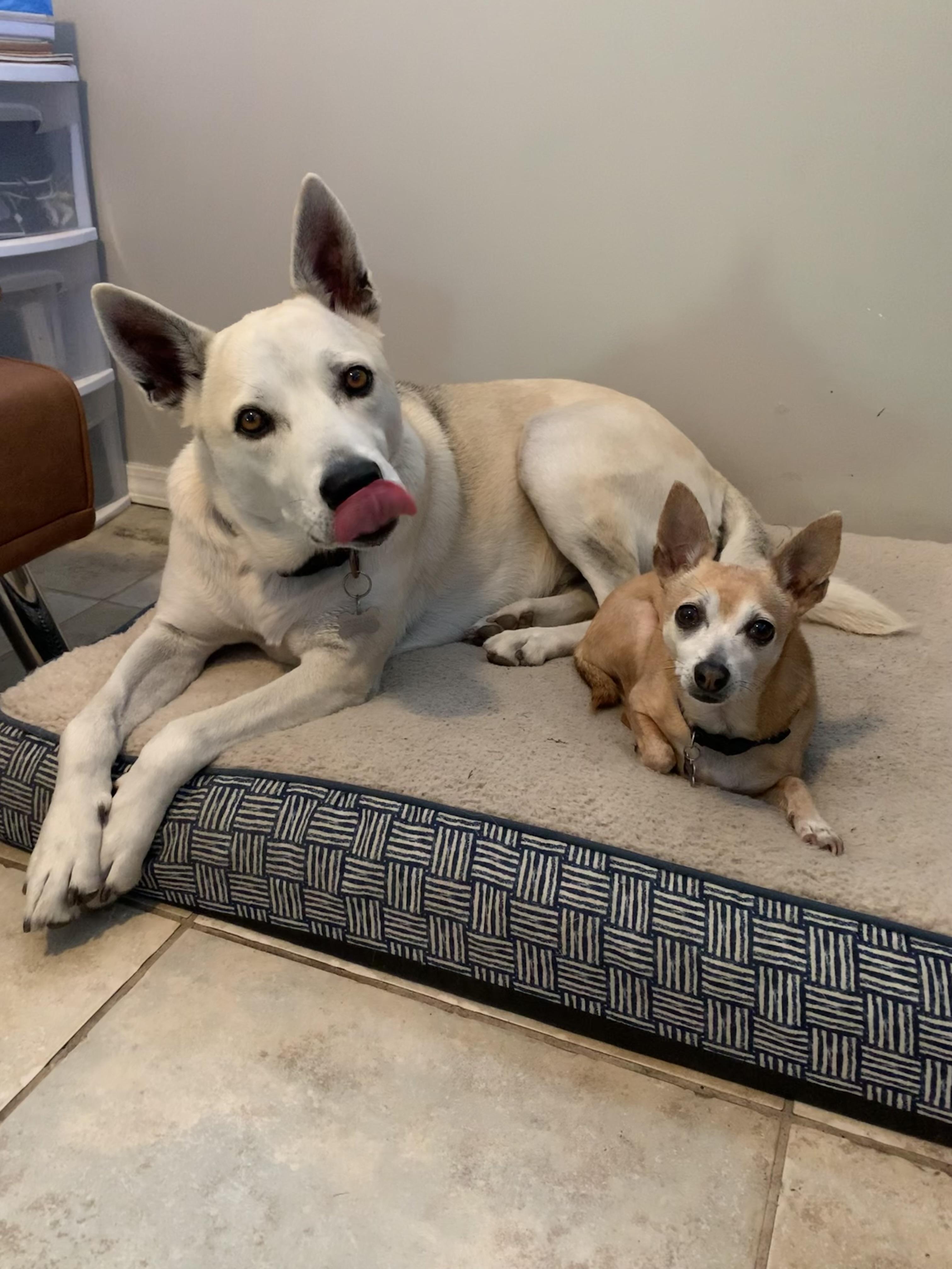 Enlarge HARLEY, an adopted mixed breed in Sherman Oaks, CA image 5/6