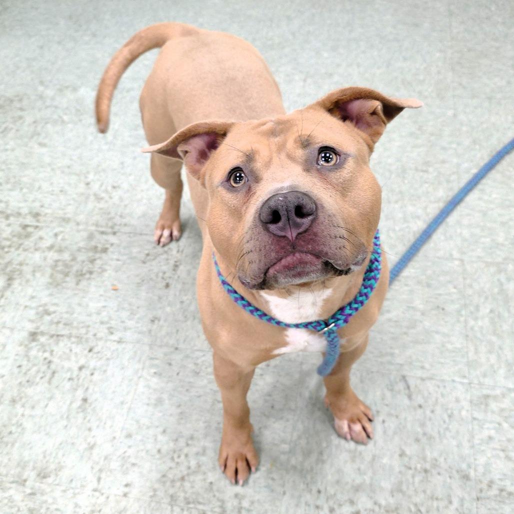 Arnie, a Adoptable Pit Bull Terrier in Michigan City, IN image 1/6