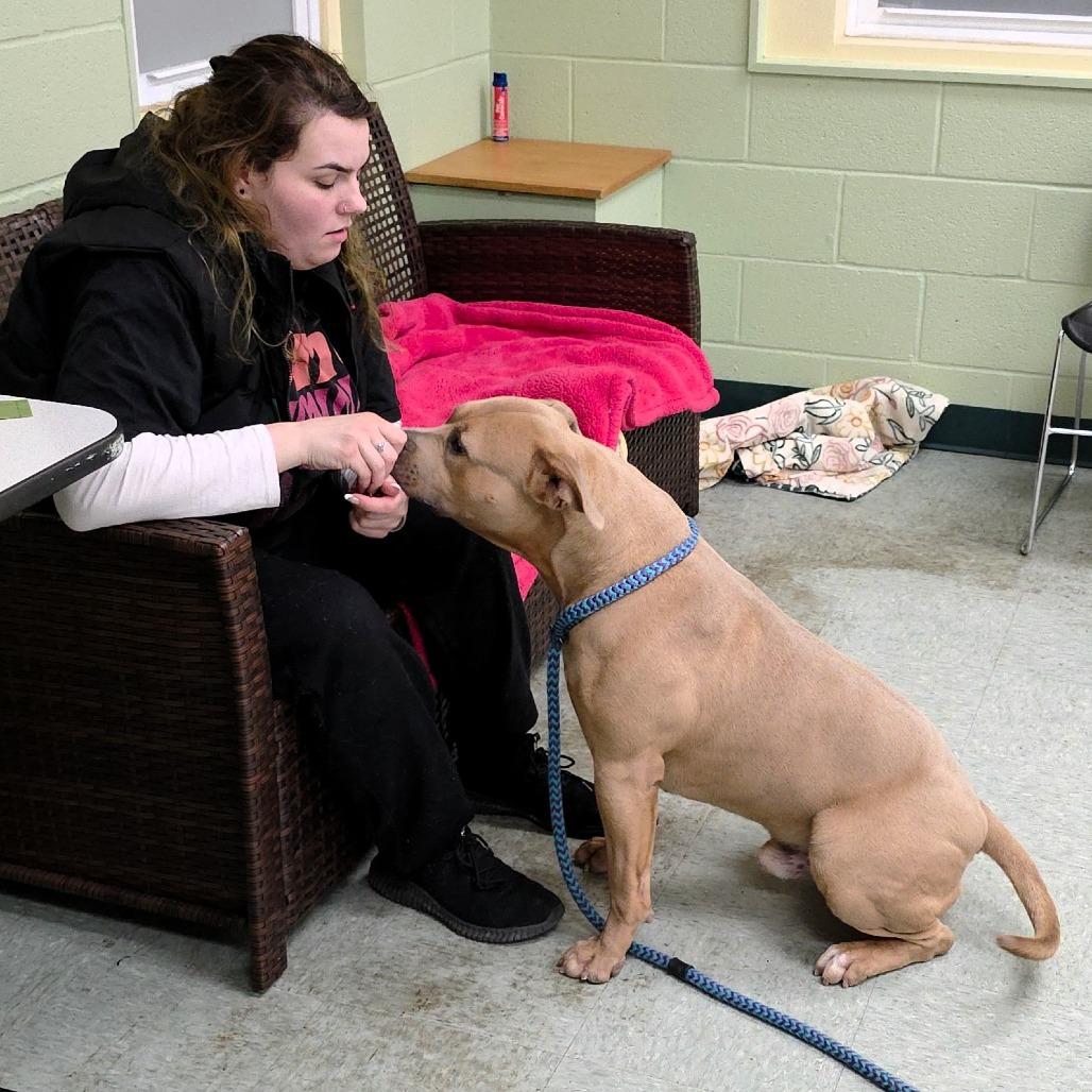Arnie, a Adoptable Pit Bull Terrier in Michigan City, IN image 3/6