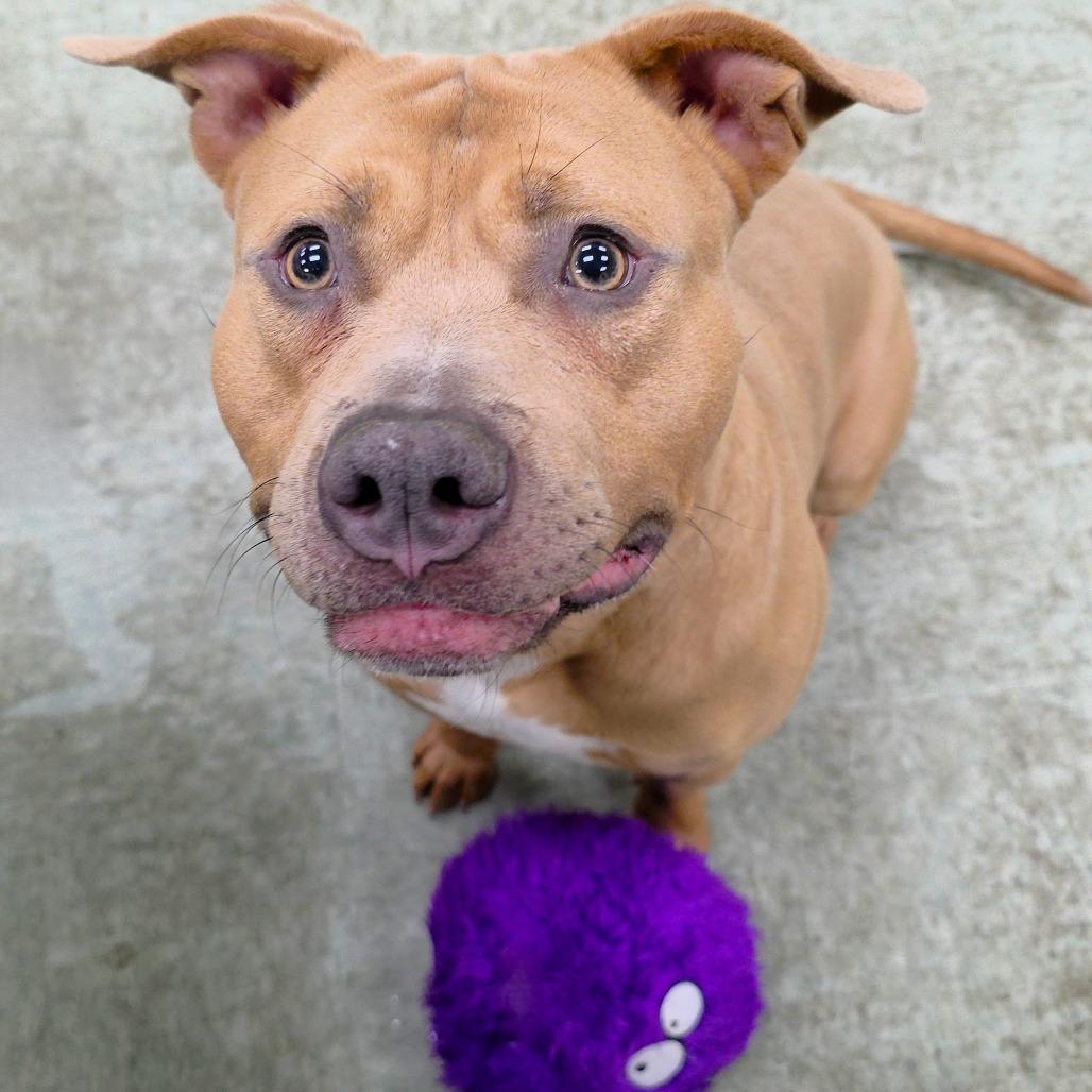 Arnie, a Adoptable Pit Bull Terrier in Michigan City, IN image 4/6