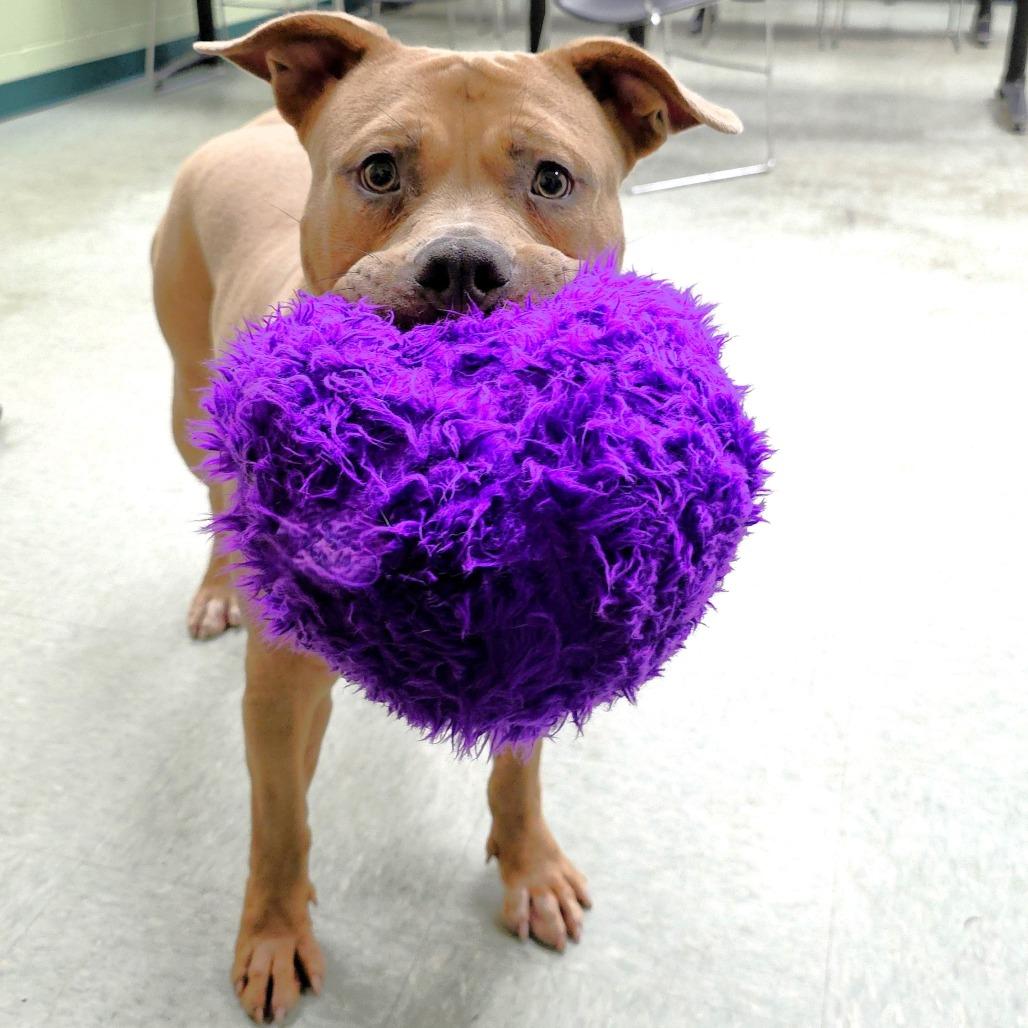 Arnie, a Adoptable Pit Bull Terrier in Michigan City, IN image 6/6