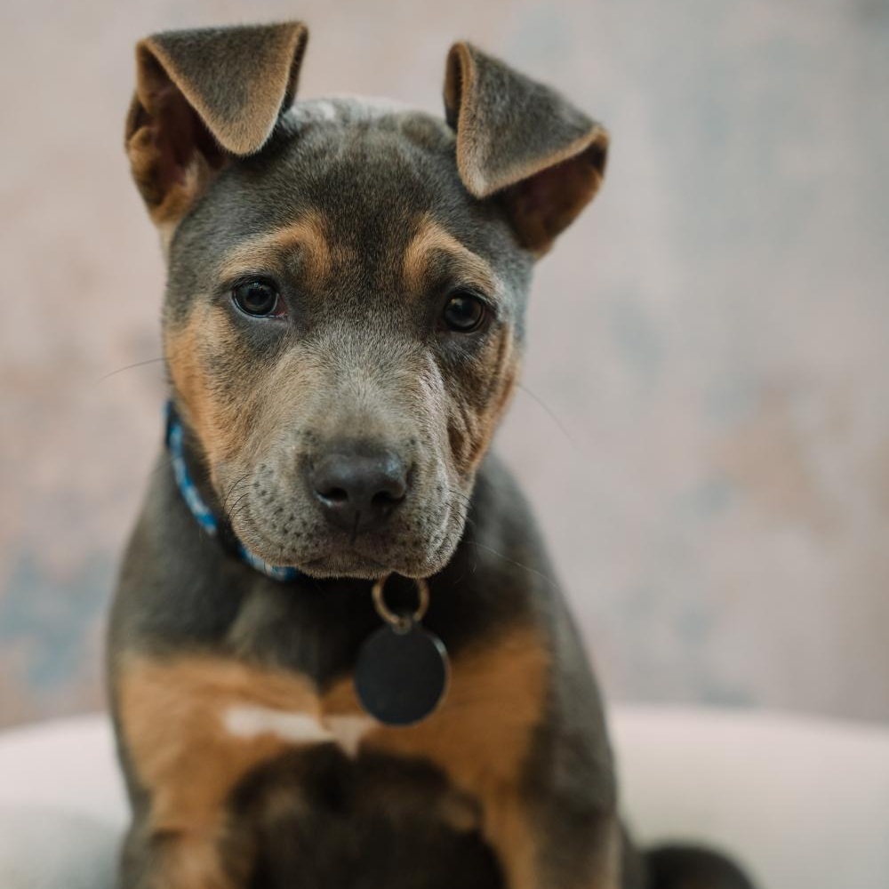 Skye, an adopted mixed breed in Greensboro, NC image 3/6