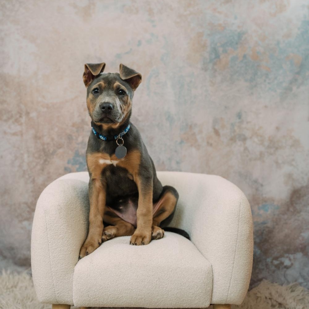 Skye, an adopted mixed breed in Greensboro, NC image 4/6