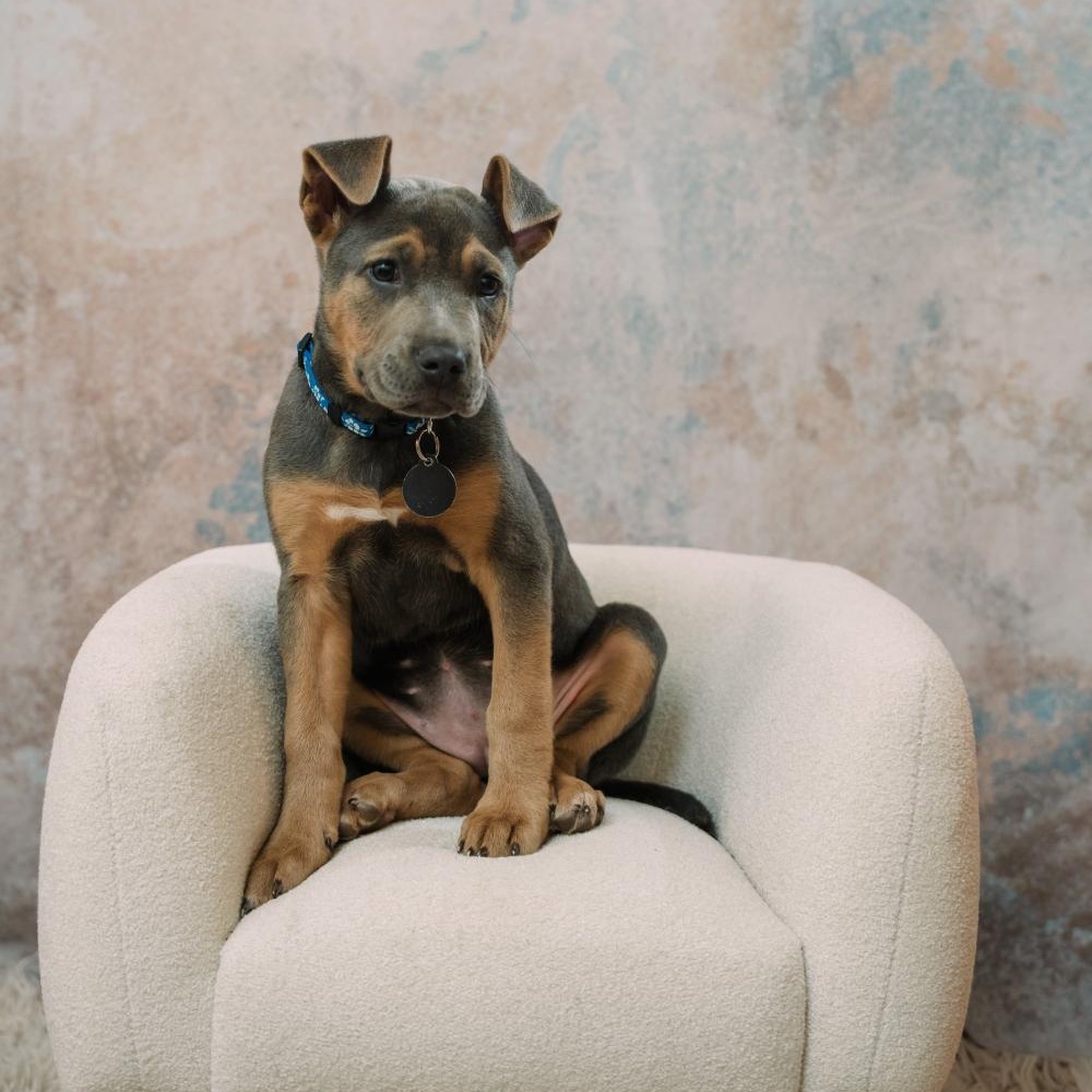Skye, an adopted mixed breed in Greensboro, NC image 5/6