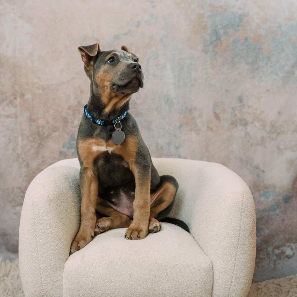 Skye, an adopted mixed breed in Greensboro, NC image 6/6