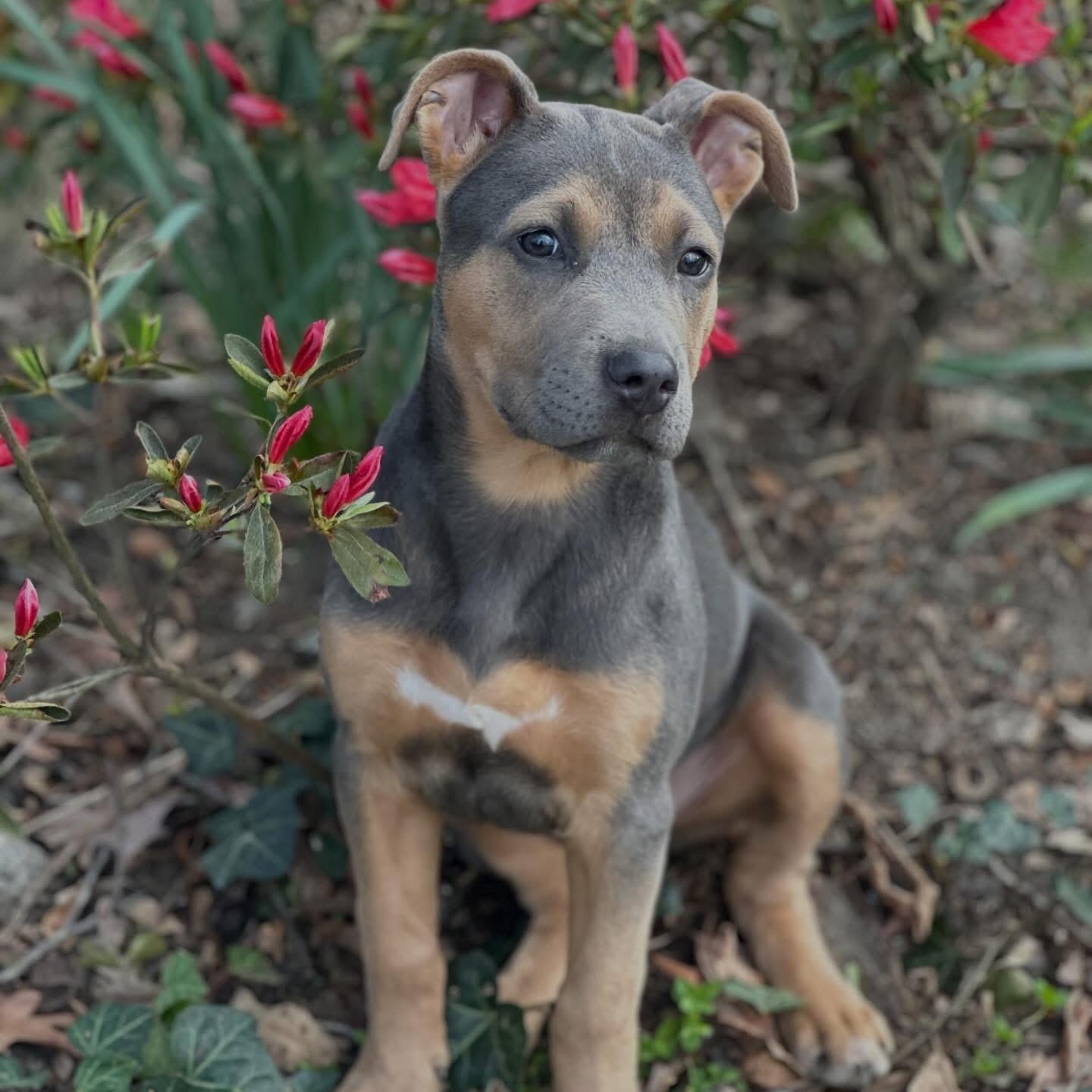 Skye, an adopted mixed breed in Greensboro, NC image 2/6