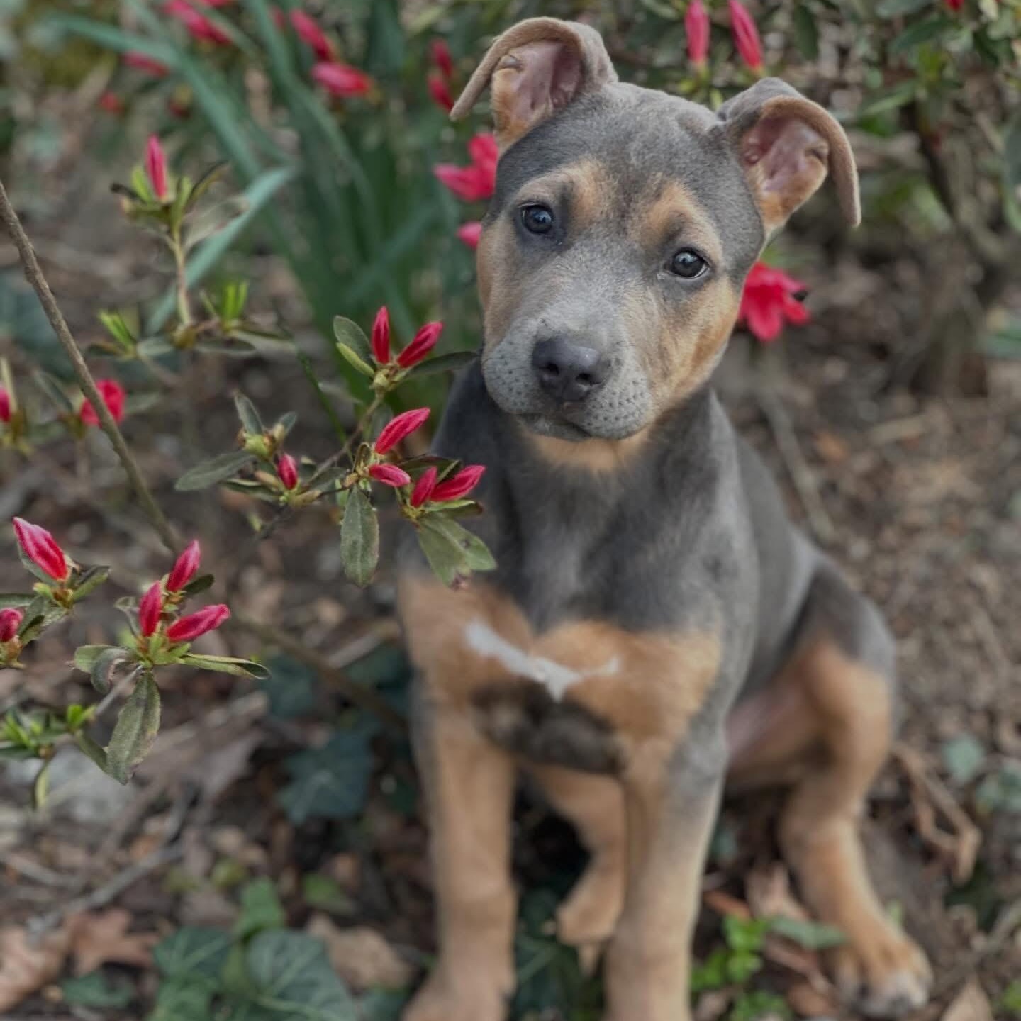 Skye, an adopted mixed breed in Greensboro, NC image 1/6