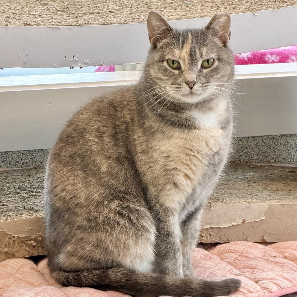 Piper, Adoptable, Adult Female Domestic Short Hair.