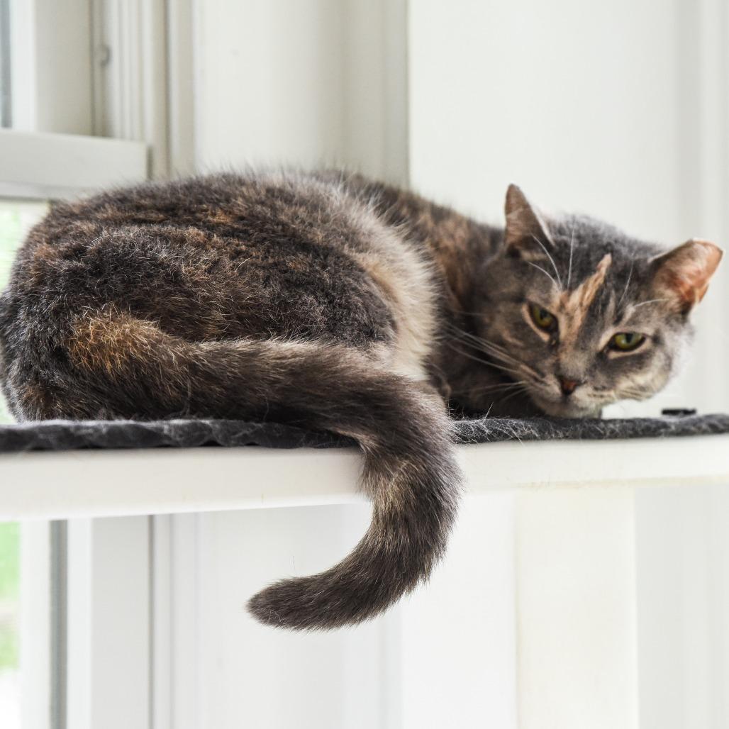 Enlarge Piper, a Adoptable Domestic Short Hair in East Hampton, NY image 1/4