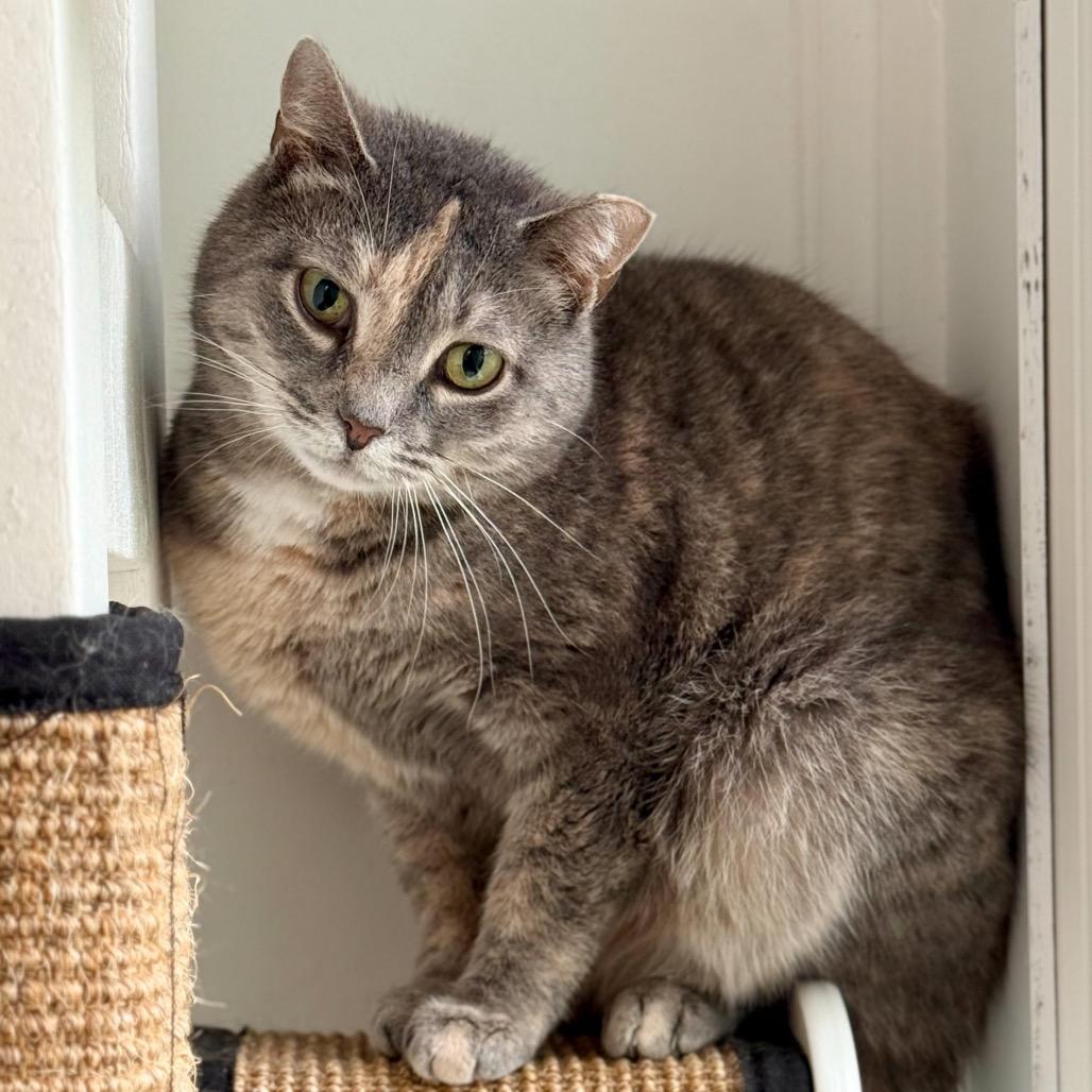 Enlarge Piper, a Adoptable Domestic Short Hair in East Hampton, NY image 2/4
