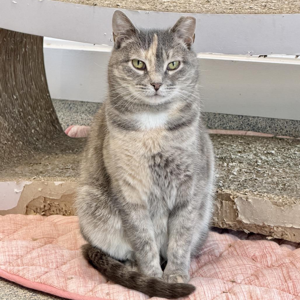 Enlarge Piper, a Adoptable Domestic Short Hair in East Hampton, NY image 3/6