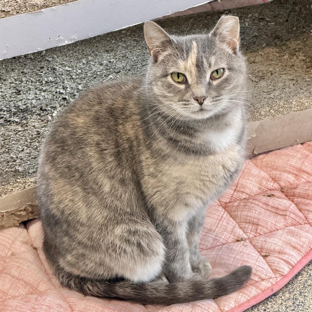 Enlarge Piper, a Adoptable Domestic Short Hair in East Hampton, NY image 4/6