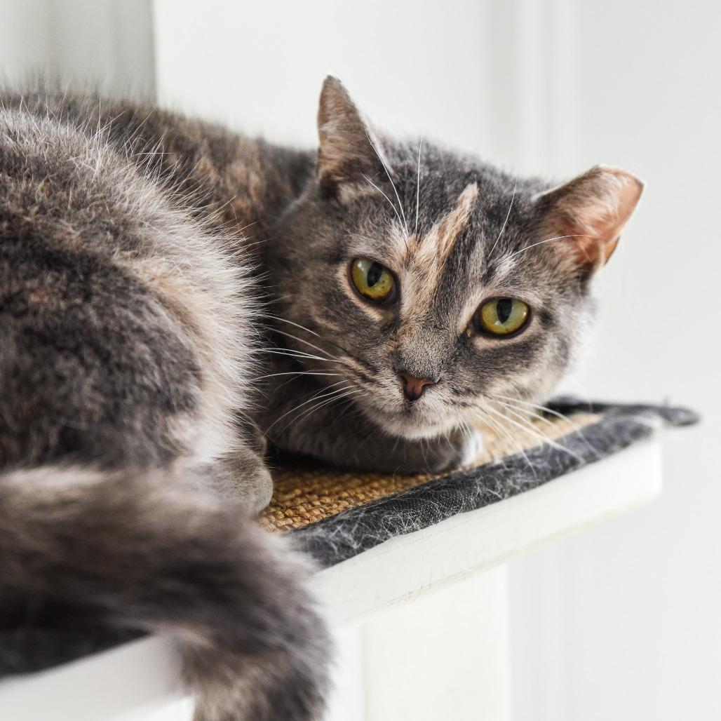 Enlarge Piper, a Adoptable Domestic Short Hair in East Hampton, NY image 3/4