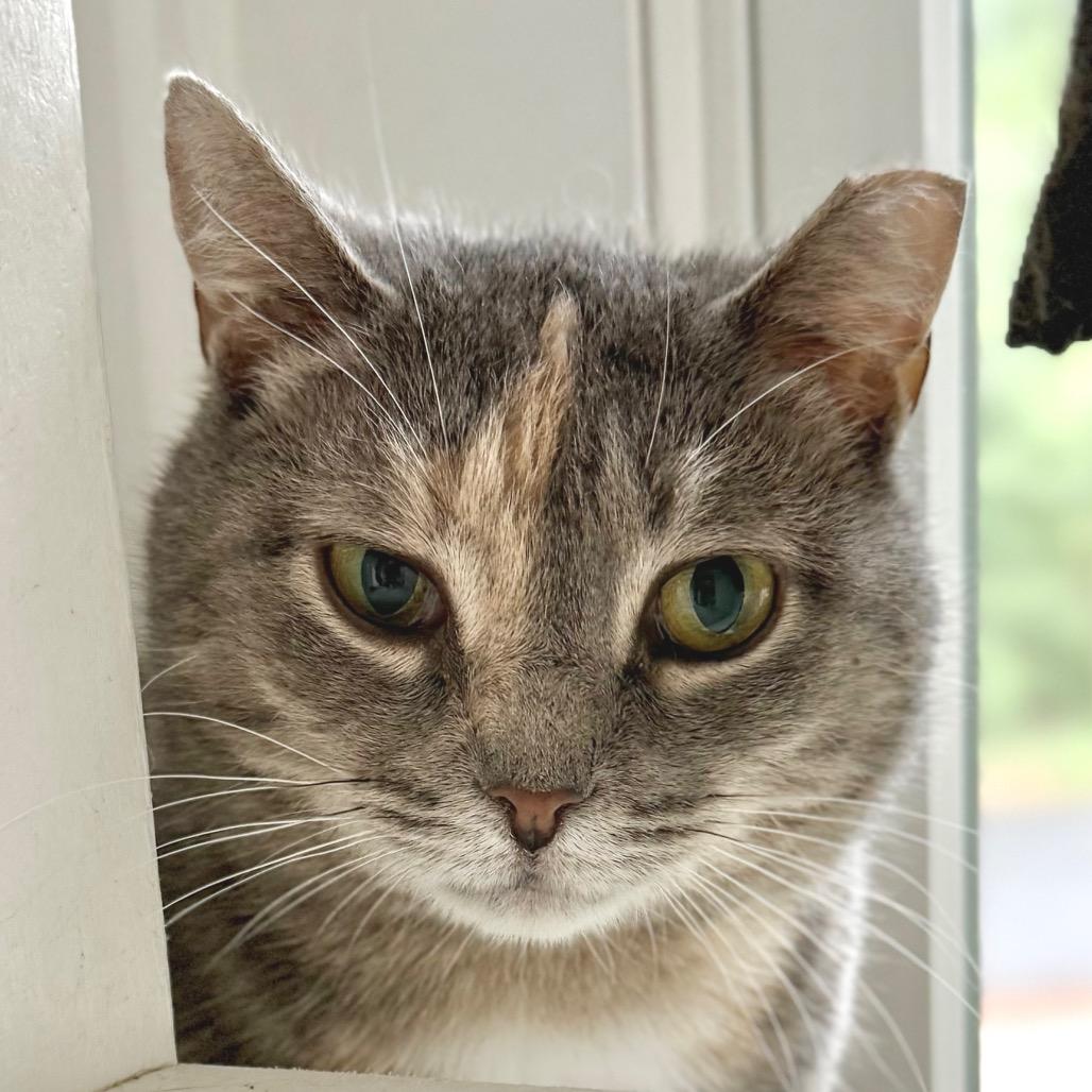 Enlarge Piper, a Adoptable Domestic Short Hair in East Hampton, NY image 4/4