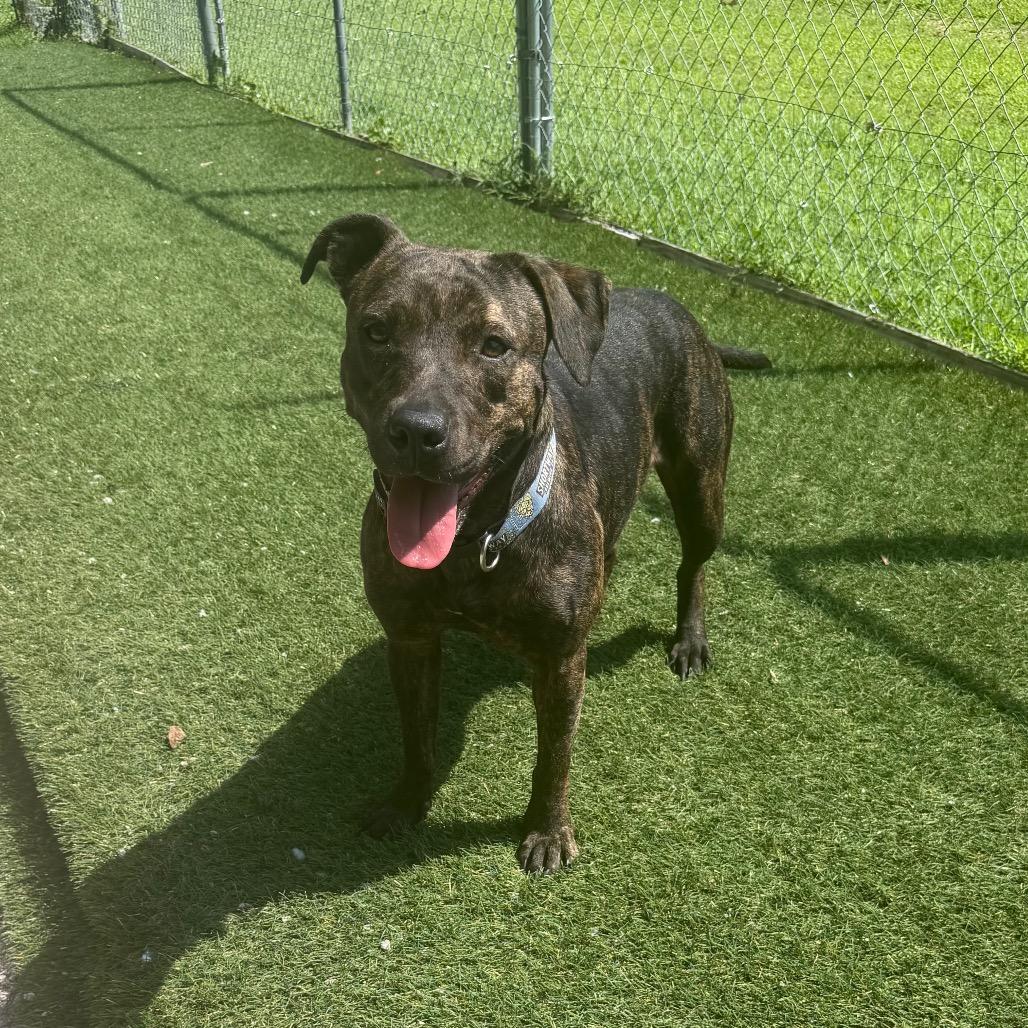Enlarge Baby J, a Adoptable Pit Bull Terrier in Newport, NC image 1/5