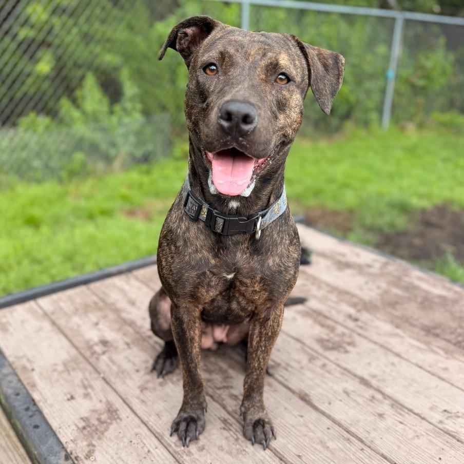 Enlarge Baby J, a Adoptable Pit Bull Terrier in Newport, NC image 2/5