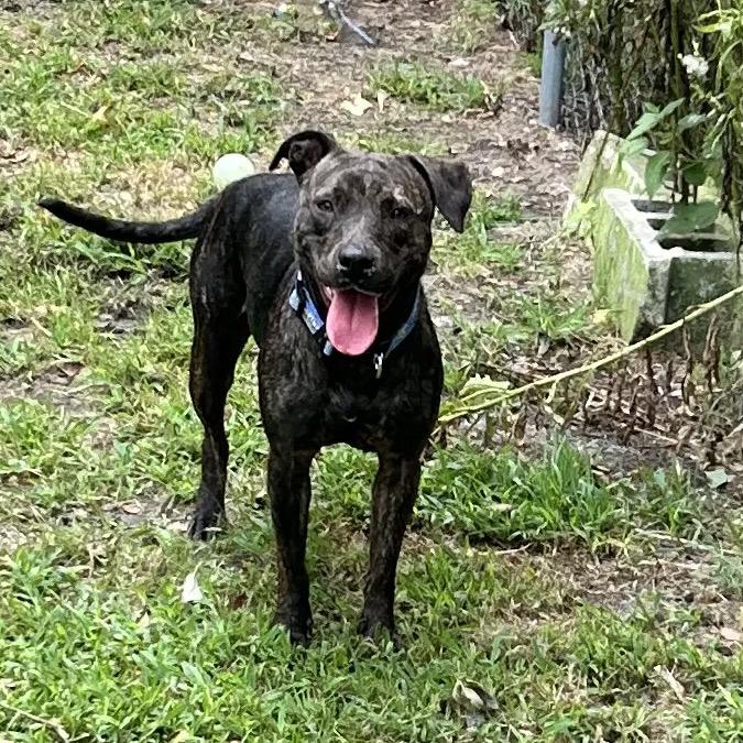 Enlarge Baby J, a Adoptable Pit Bull Terrier in Newport, NC image 3/5