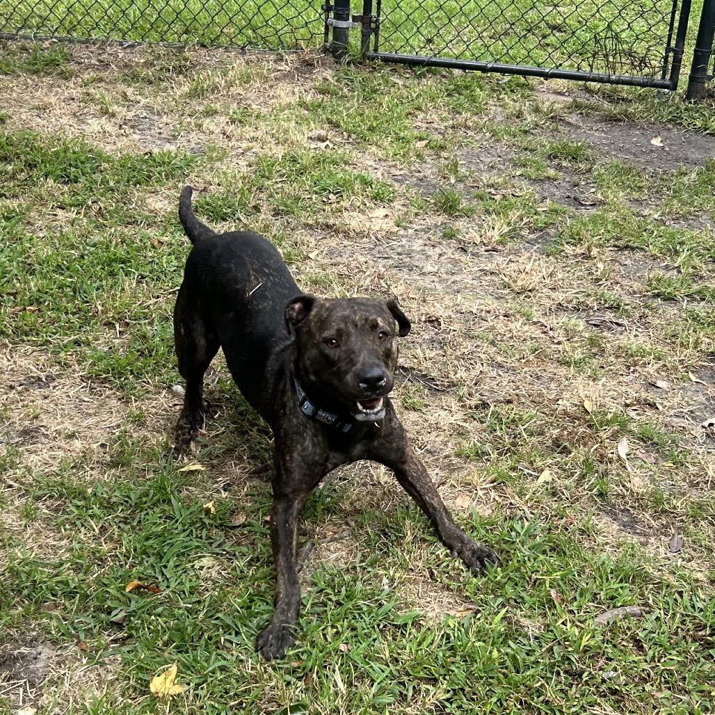 Enlarge Baby J, a Adoptable Pit Bull Terrier in Newport, NC image 4/5