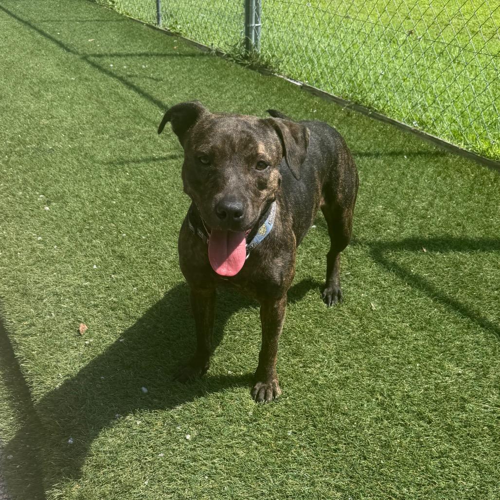 Enlarge Baby J, a Adoptable Pit Bull Terrier in Newport, NC image 5/5