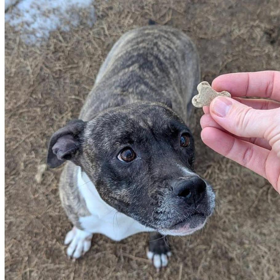 SUKI Available NOW - ADOPTION or RESCUE!, Adoptable, Adult Female Mixed Breed.