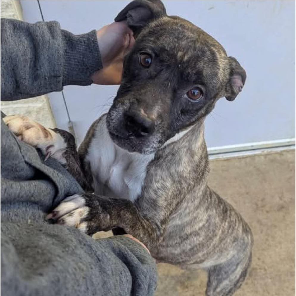 SUKI Available NOW - ADOPTION or RESCUE!, a Adoptable Mixed Breed in Nashville, NC image 2/2