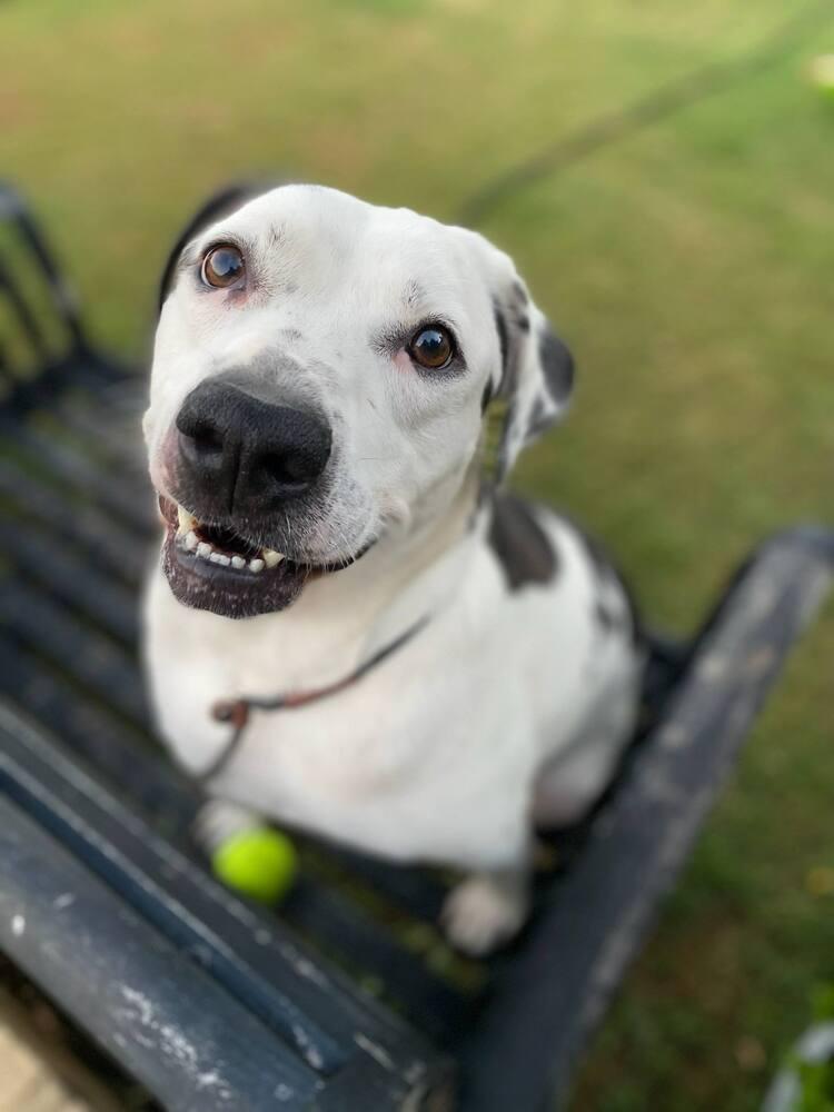 Enlarge Max, a Adoptable mixed breed in Canyon Country, CA image 1/5