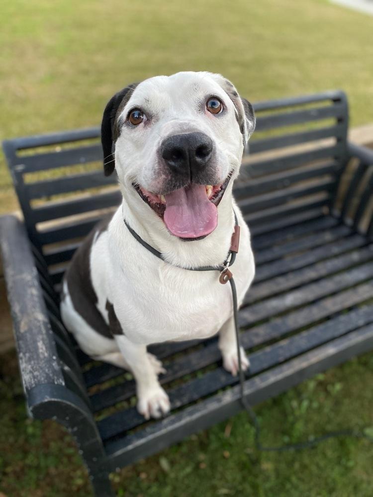 Enlarge Max, a Adoptable mixed breed in Canyon Country, CA image 2/5