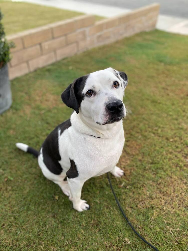 Enlarge Max, a Adoptable mixed breed in Canyon Country, CA image 5/5