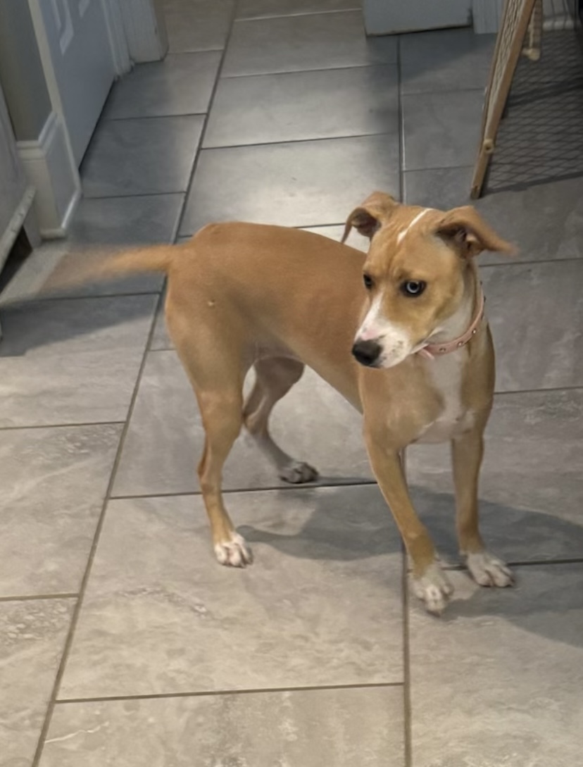 Reily, a Adoptable Terrier in Baton Rouge, LA image 1/3