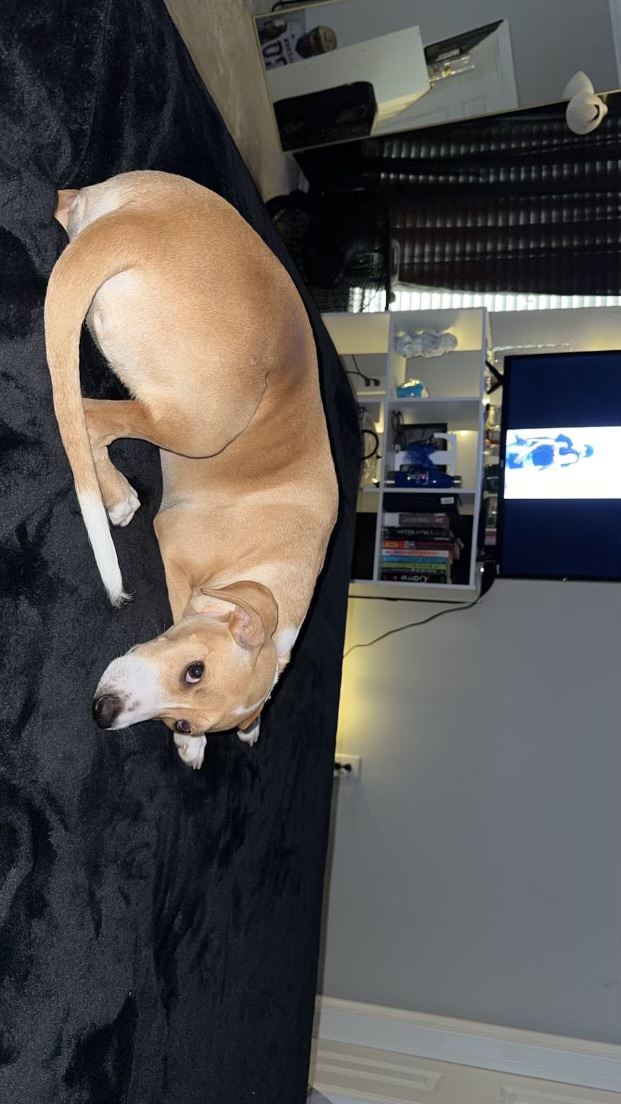 Reily, a Adoptable Terrier in Baton Rouge, LA image 2/3