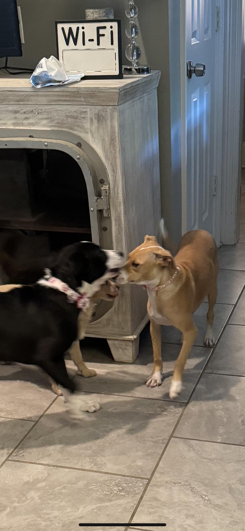 Reily, a Adoptable Terrier in Baton Rouge, LA image 3/3