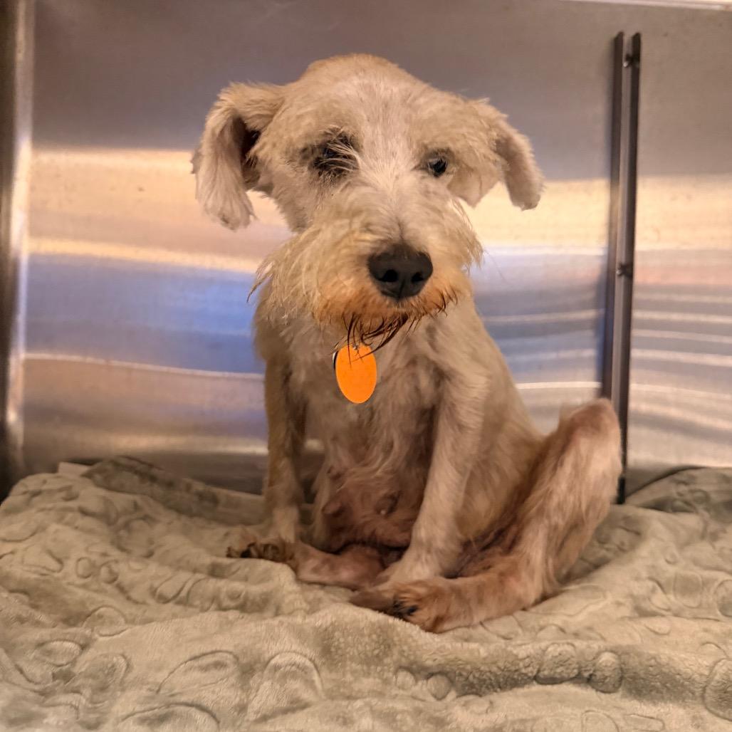 PM8827 Viviana, Adoptable, Senior Female Miniature Schnauzer.