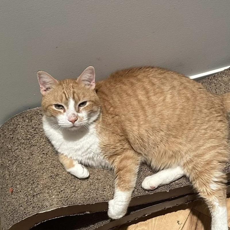 Marriott, Adoptable, Young Male Domestic Short Hair.