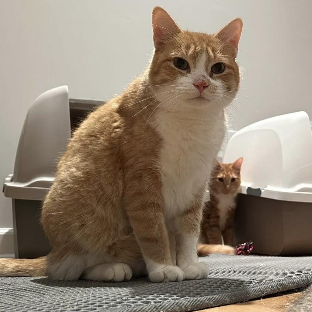 Enlarge Marriott, a Adoptable Domestic Short Hair in SLIPPERY ROCK, PA image 2/2