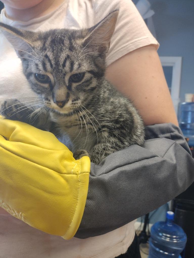 Houdini, Adoptable, Adult Female Domestic Short Hair.