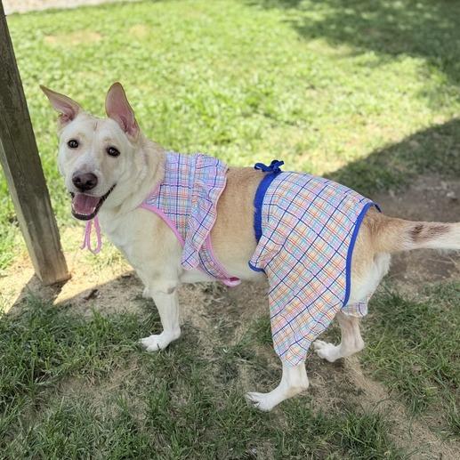 Khaleesi, Adoptable, Adult Female Labrador Retriever & Mixed Breed.