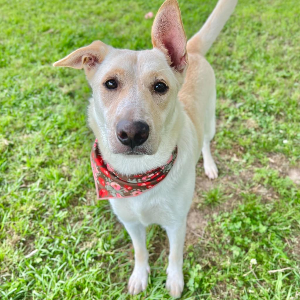 Enlarge Khaleesi, a Adoptable mixed breed in Carencro, LA image 2/6