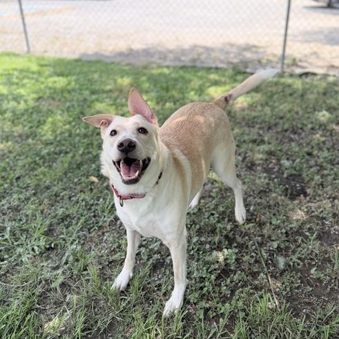 Enlarge Khaleesi, a Adoptable mixed breed in Carencro, LA image 3/6