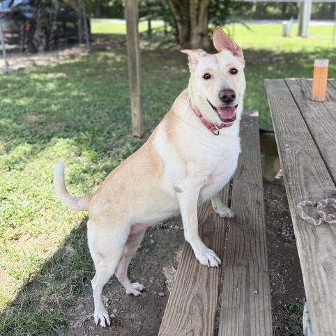 Enlarge Khaleesi, a Adoptable mixed breed in Carencro, LA image 4/6