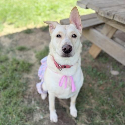 Enlarge Khaleesi, a Adoptable mixed breed in Carencro, LA image 5/6