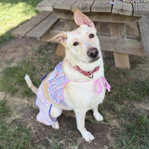 Enlarge Khaleesi, a Adoptable mixed breed in Carencro, LA image 6/6
