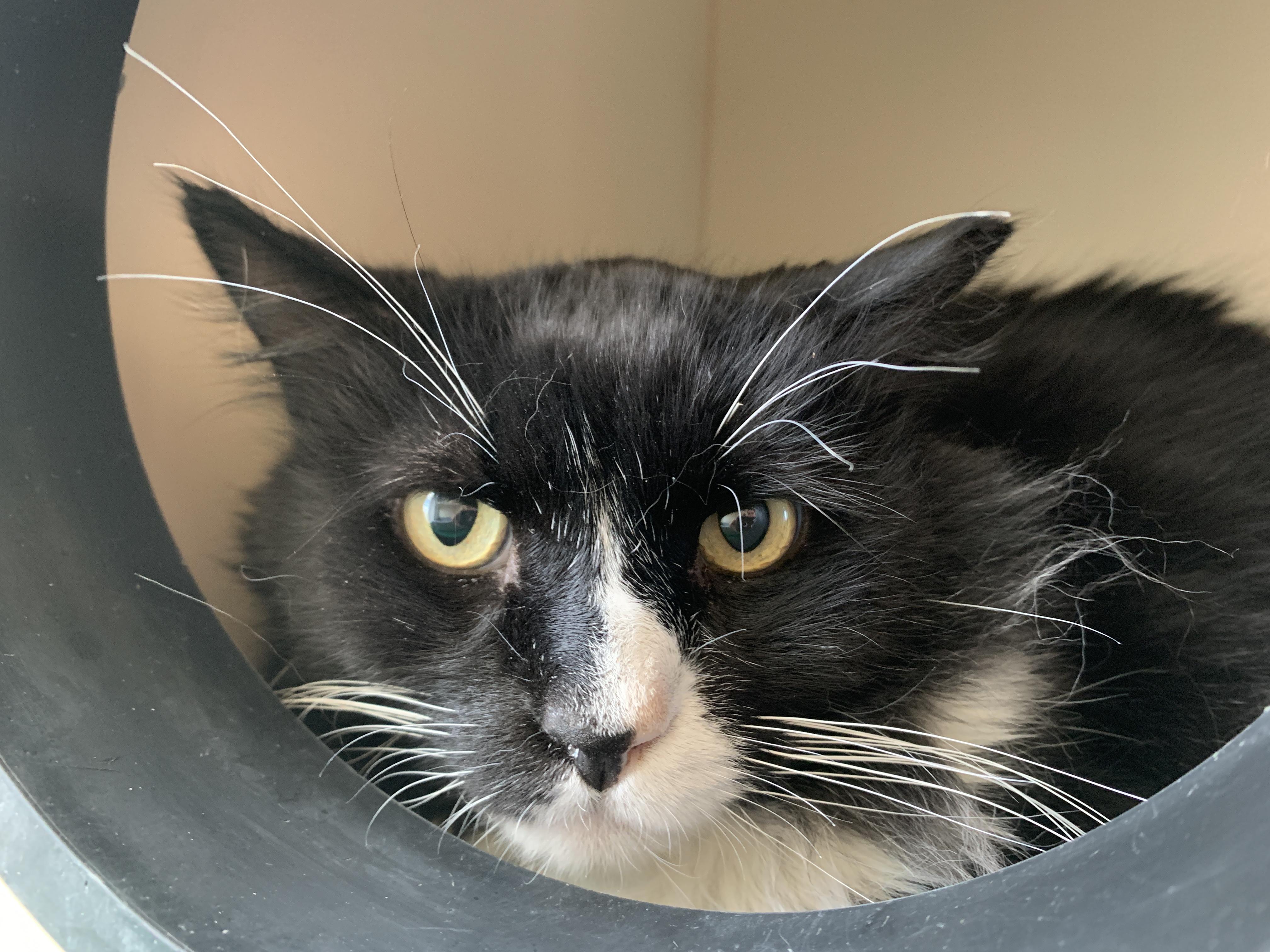 Dale, a Adoptable mixed breed in Buena Vista, CO image 2/2