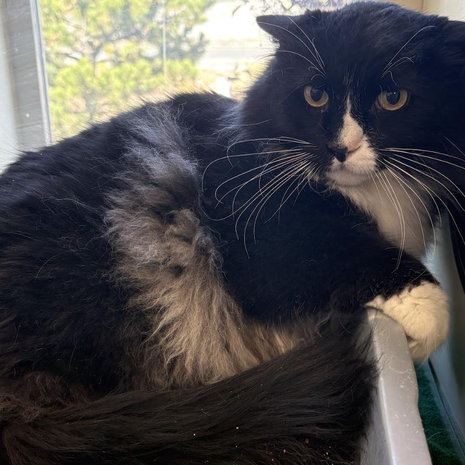 Dale, Adoptable, Adult Male Domestic Long Hair.