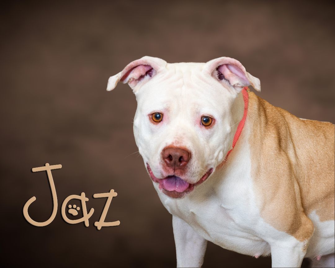 Jaz, Young Female Pit Bull Terrier