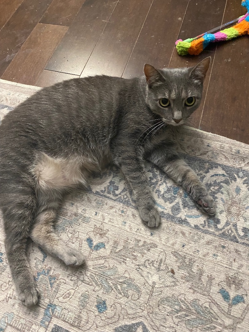 Enlarge Blanche, a Adoptable Domestic Short Hair in Warminster, PA image 3/6