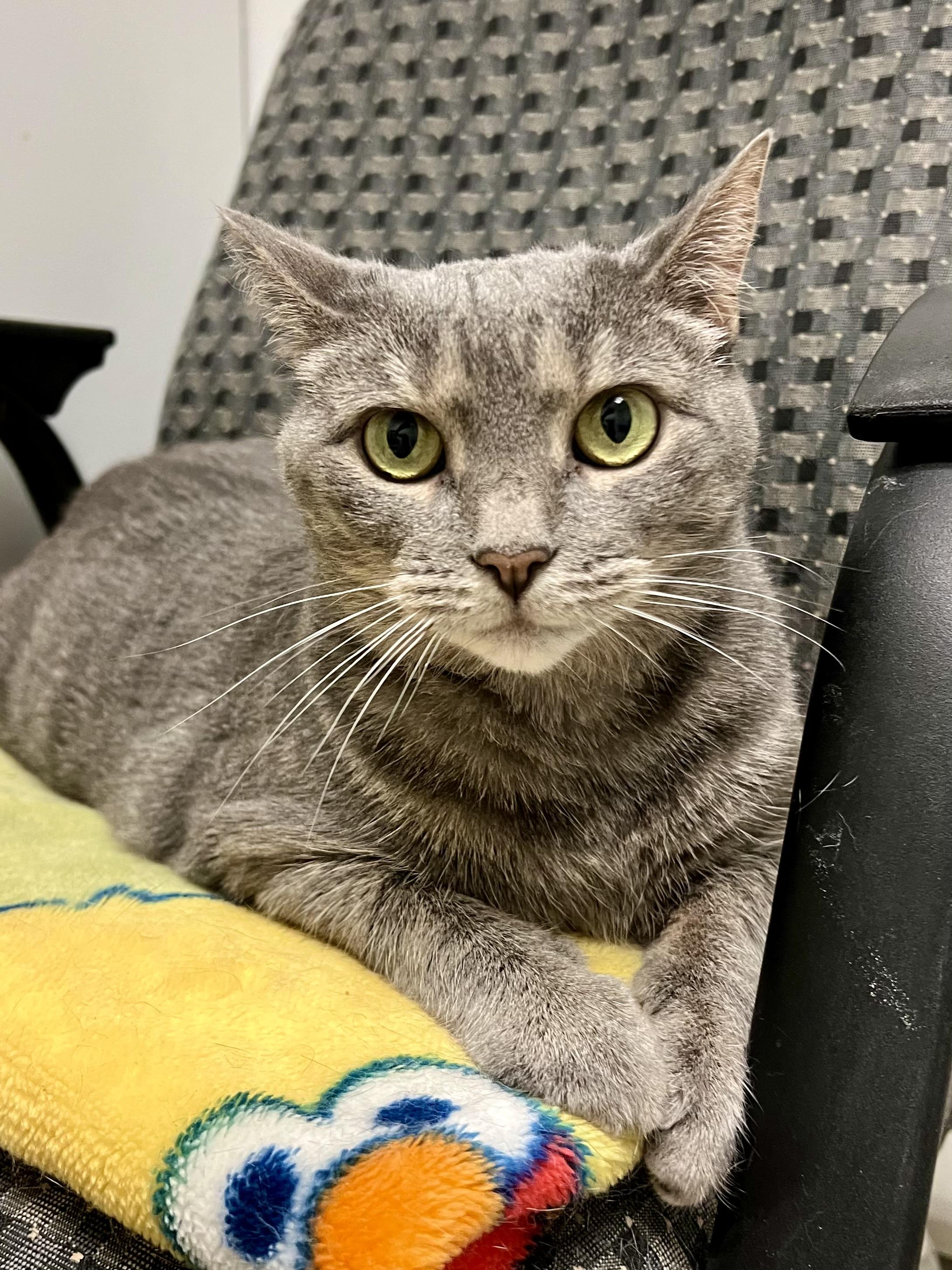 Enlarge Blanche, a Adoptable Domestic Short Hair in Warminster, PA image 1/6