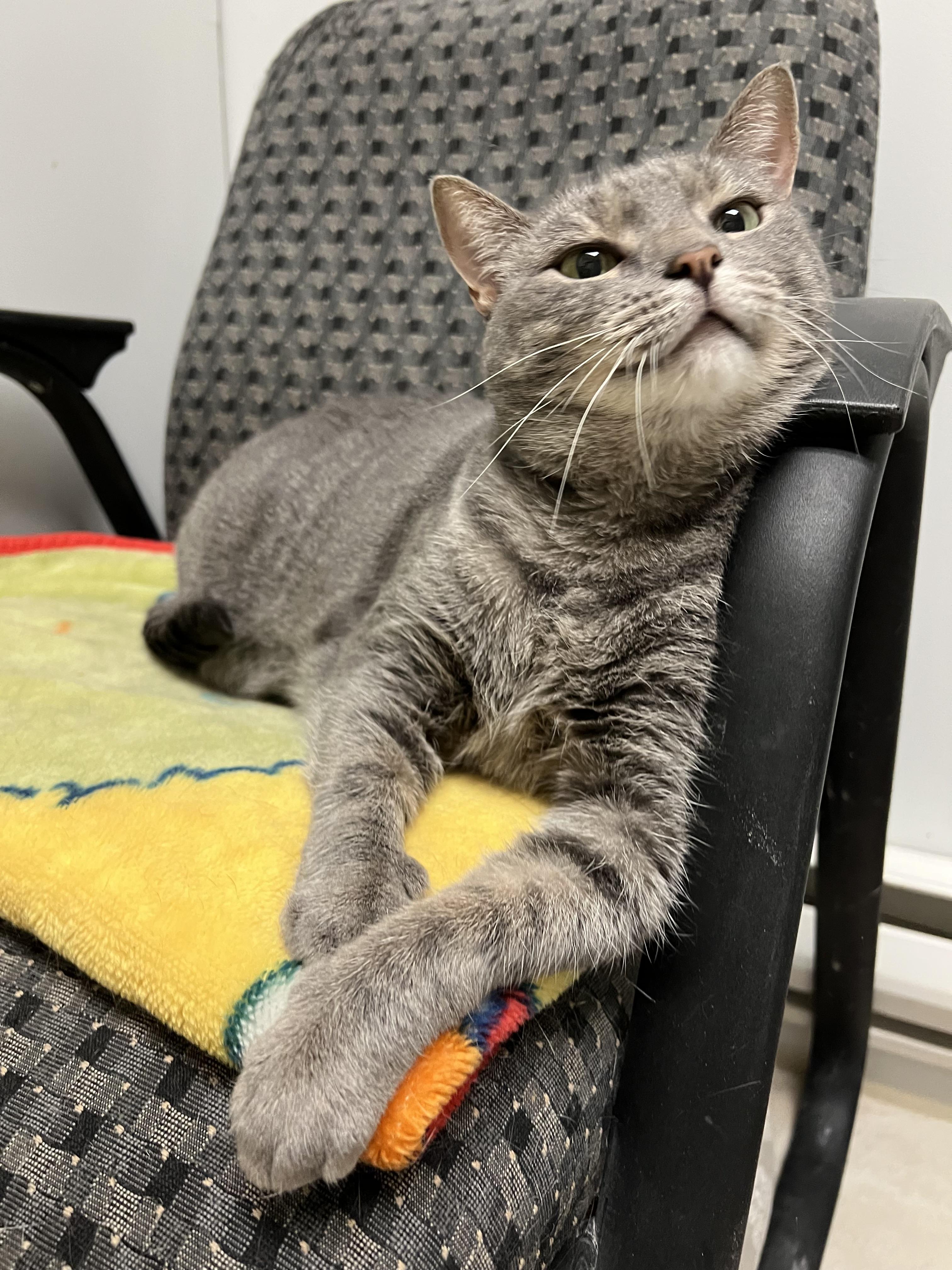 Enlarge Blanche, a Adoptable Domestic Short Hair in Warminster, PA image 2/6