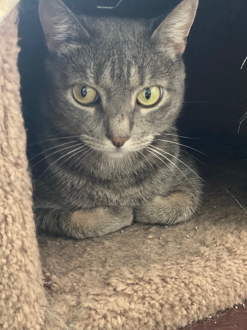 Enlarge Blanche, a Adoptable Domestic Short Hair in Warminster, PA image 4/6