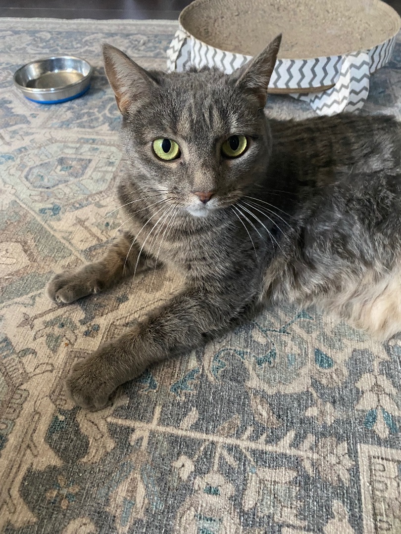 Enlarge Blanche, a Adoptable Domestic Short Hair in Warminster, PA image 5/6